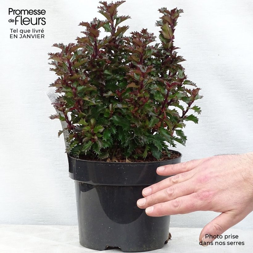 Houx nain - Ilex meserveae Little Rascal  Pot de 3L/4L sample as delivered in winter