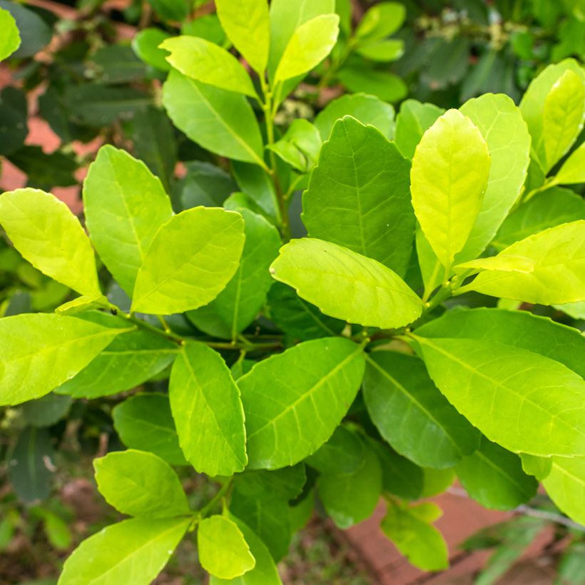 Ilex paraguariensis Garden2cup - Yerba Mate (Foliage)