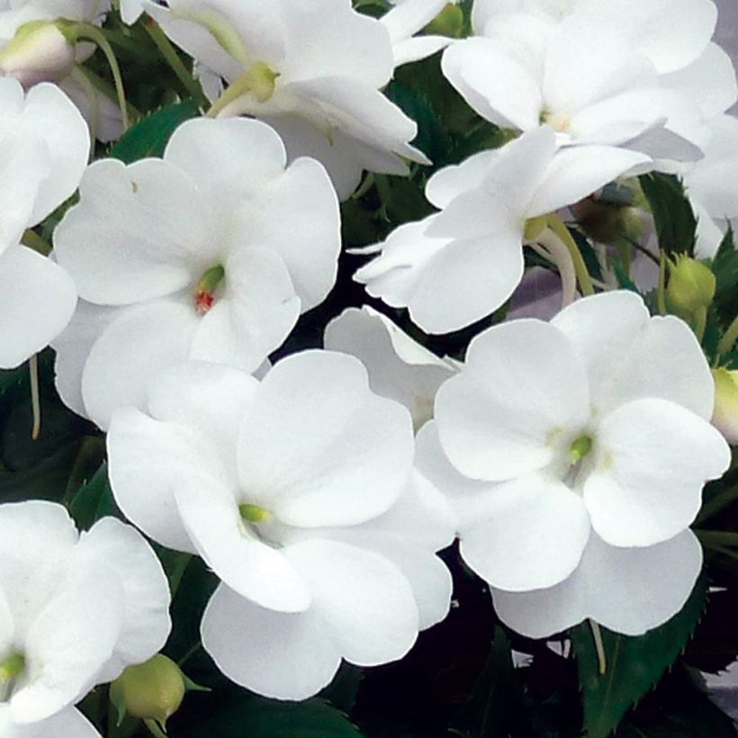 Impatiens x hawkeri SunPatiens Vigorous Clear White - New Guinea Impatiens (Flowering)