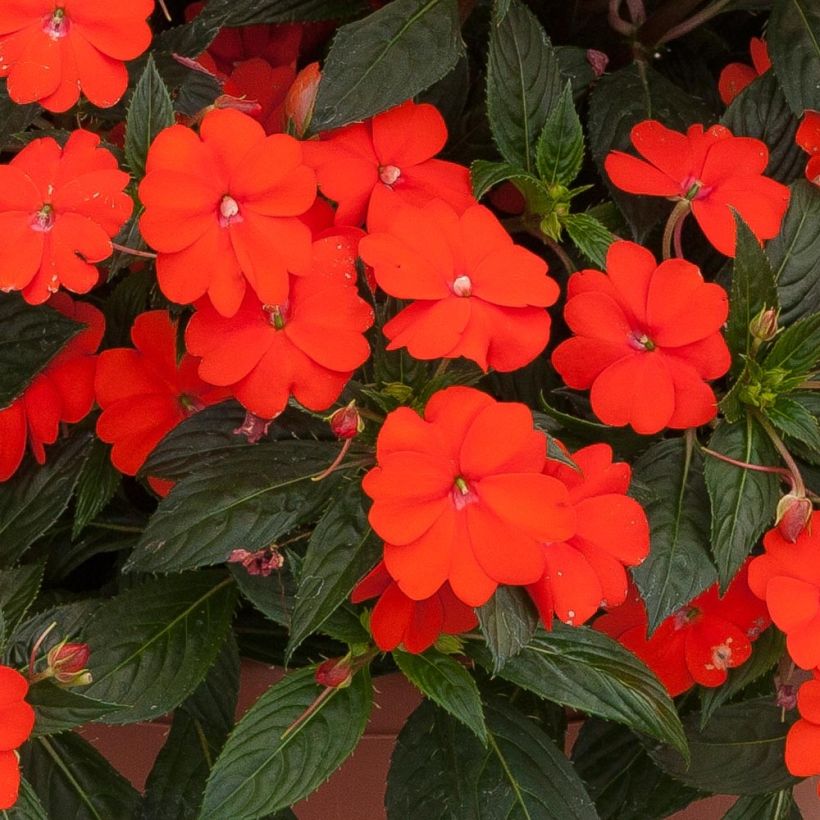 Impatiens x hawkeri SunPatiens Vigorous Orange Improved - New Guinea Impatiens (Flowering)