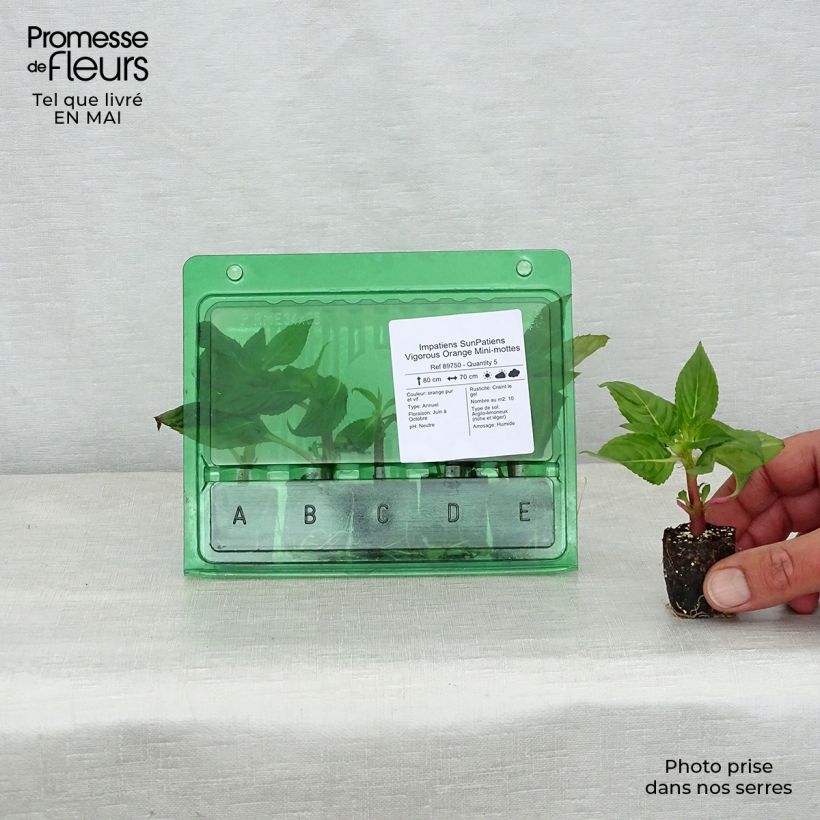 Impatiens x hawkeri SunPatiens Vigorous Orange Improved - New Guinea Impatiens Plug plant 3/4cm sample as delivered in spring