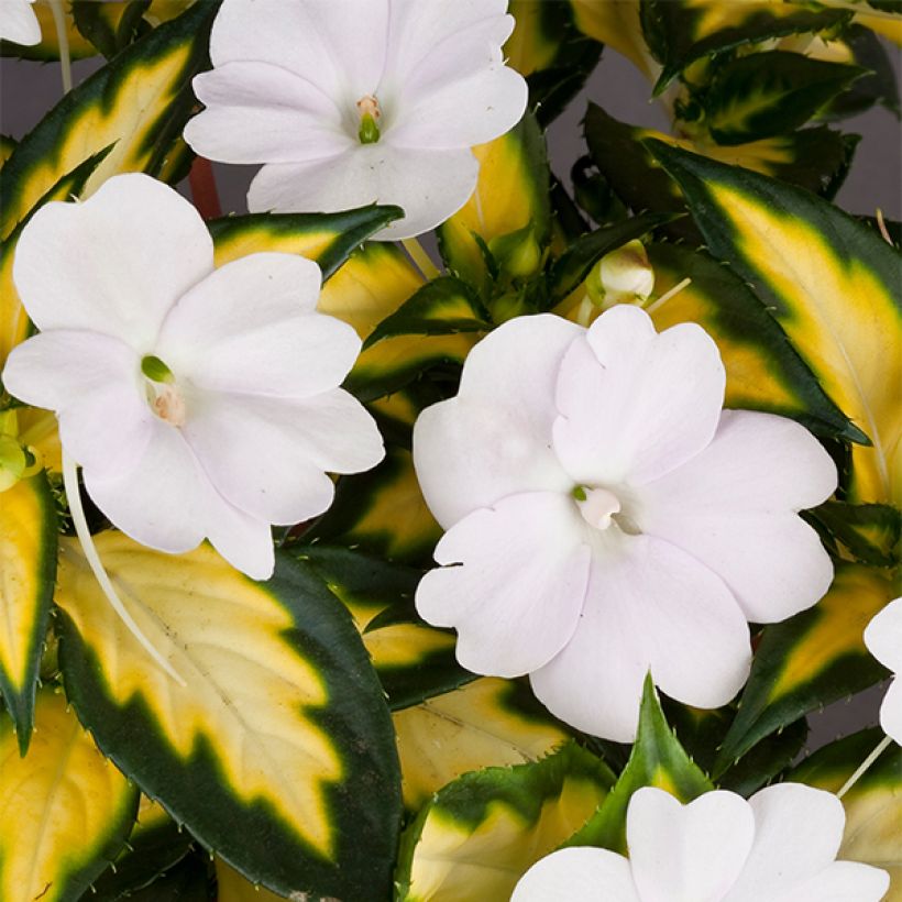 Impatiens SunPatiens Vigorous White Variegated - Busy Lizzie (Flowering)