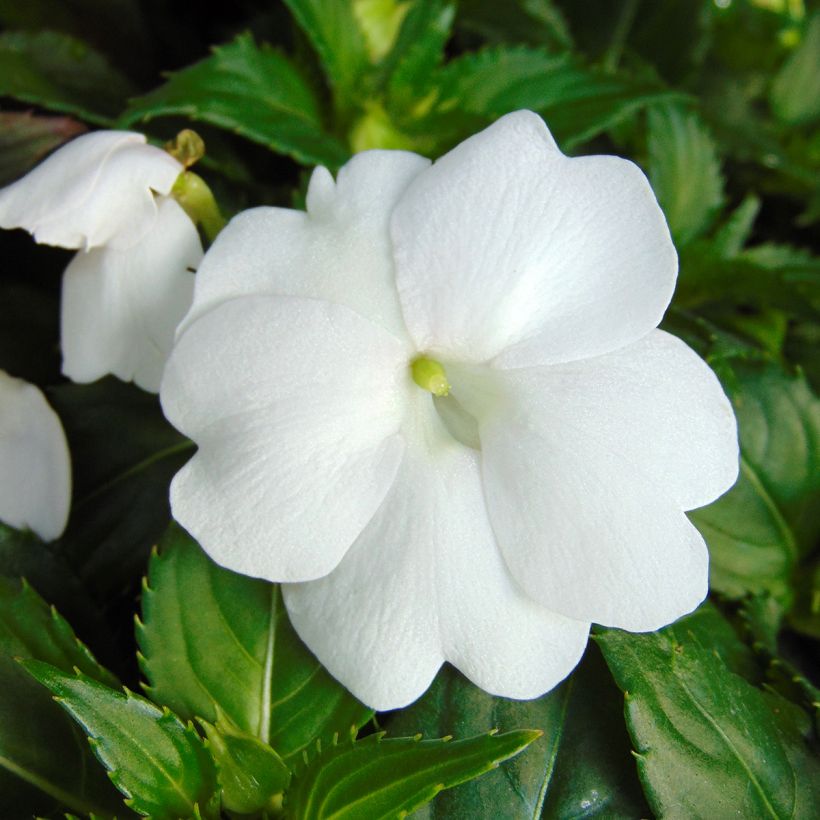 Impatiens SunPatiens Compact White (Flowering)