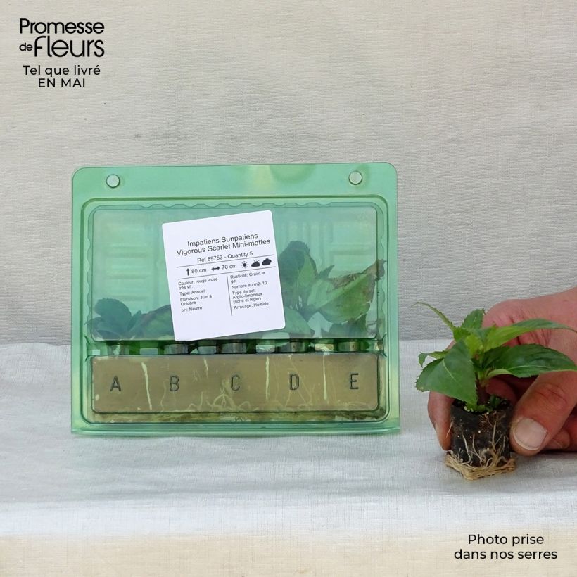 Impatiens x hawkeri Sunpatiens Vigorous Scarlet - New Guinea Impatiens Plug plant 3/4cm sample as delivered in spring