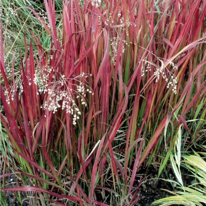 Imperata cylindrica Red Baron (Plant habit)