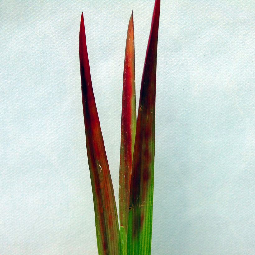 Imperata cylindrica Red Baron (Foliage)