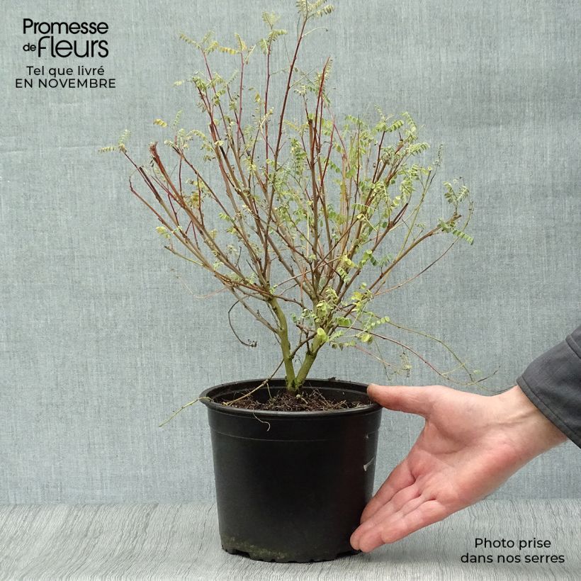 Indigofera heterantha (gerardiana) - Indigotier rose Pot de 2L/3L sample as delivered in autumn