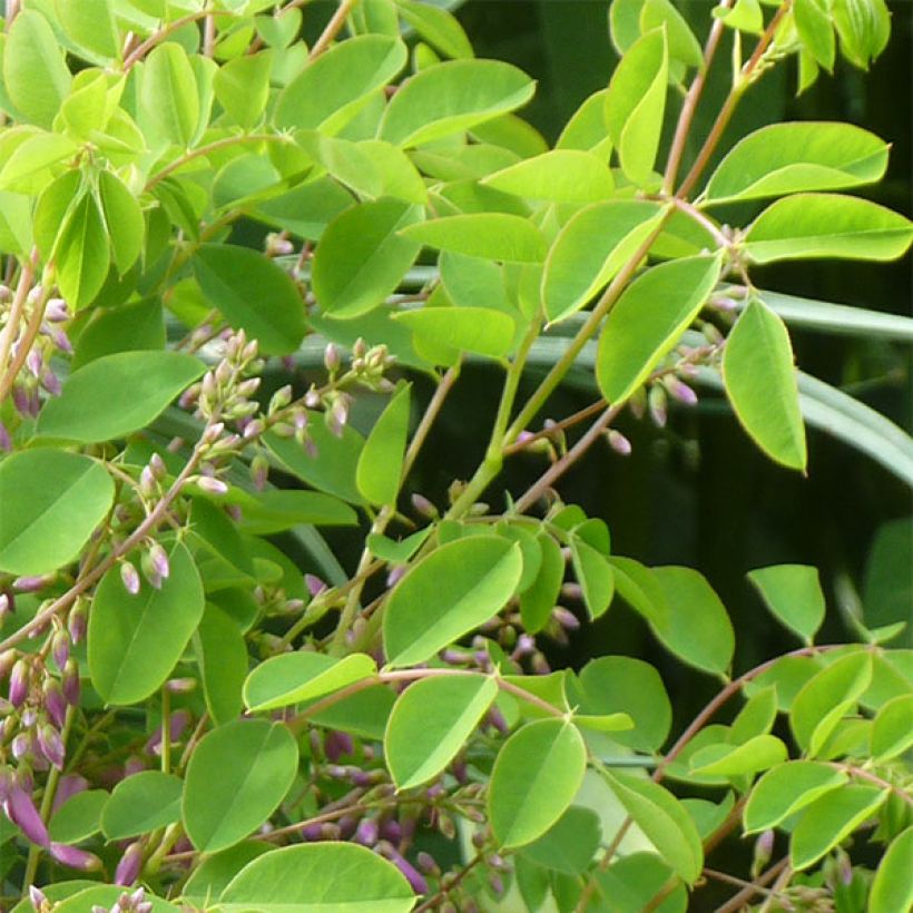 Indigofera kirilowii  (Foliage)