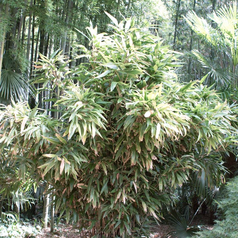 Indocalamus latifolius (Plant habit)