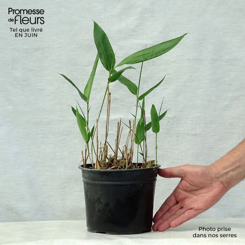 Indocalamus latifolius 2L/3L pot sample as delivered in summer