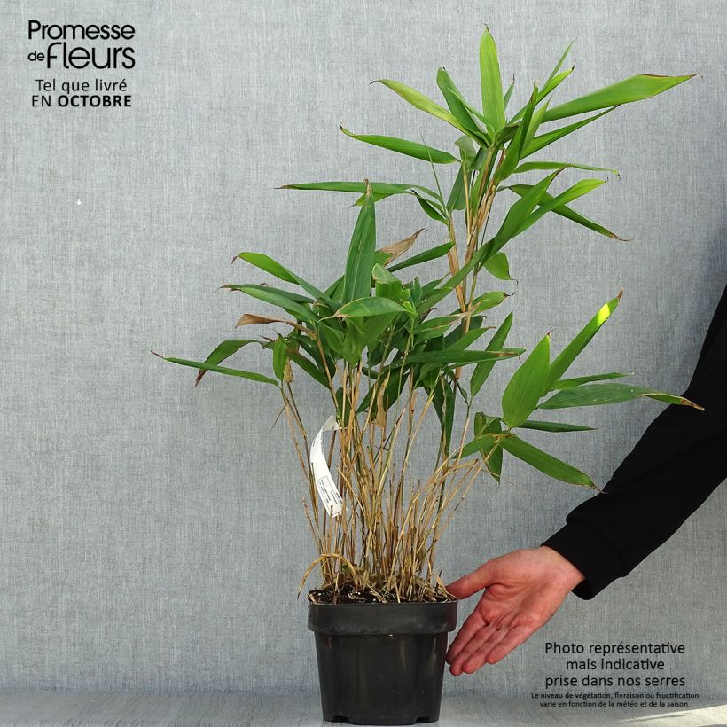 Indocalamus latifolius - Bambou nain Pot de 2L/3L sample as delivered in autumn