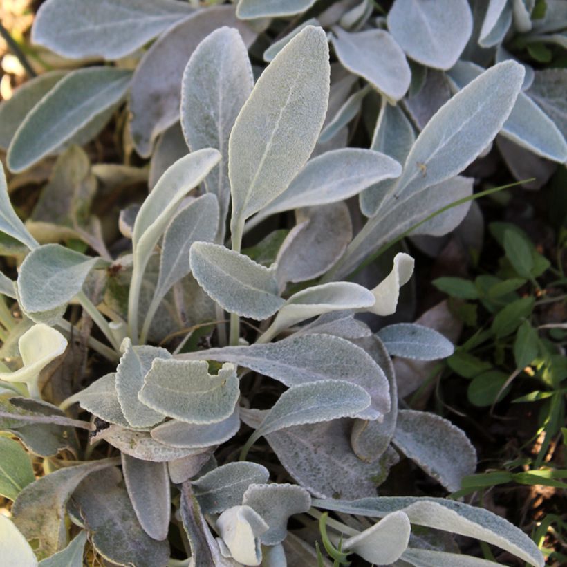 Inula candida subsp. verbascifolia  (Foliage)