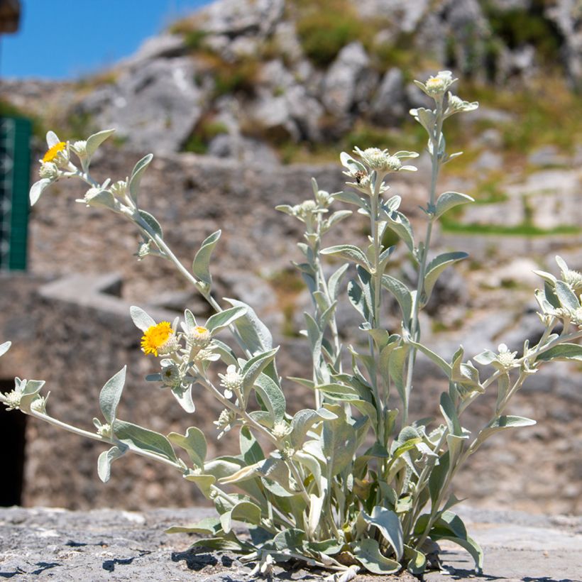 Inula candida subsp. verbascifolia  (Plant habit)