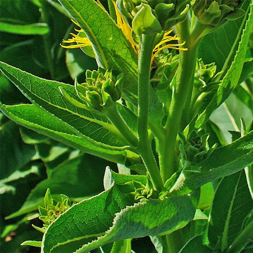 Inula helenium (Foliage)