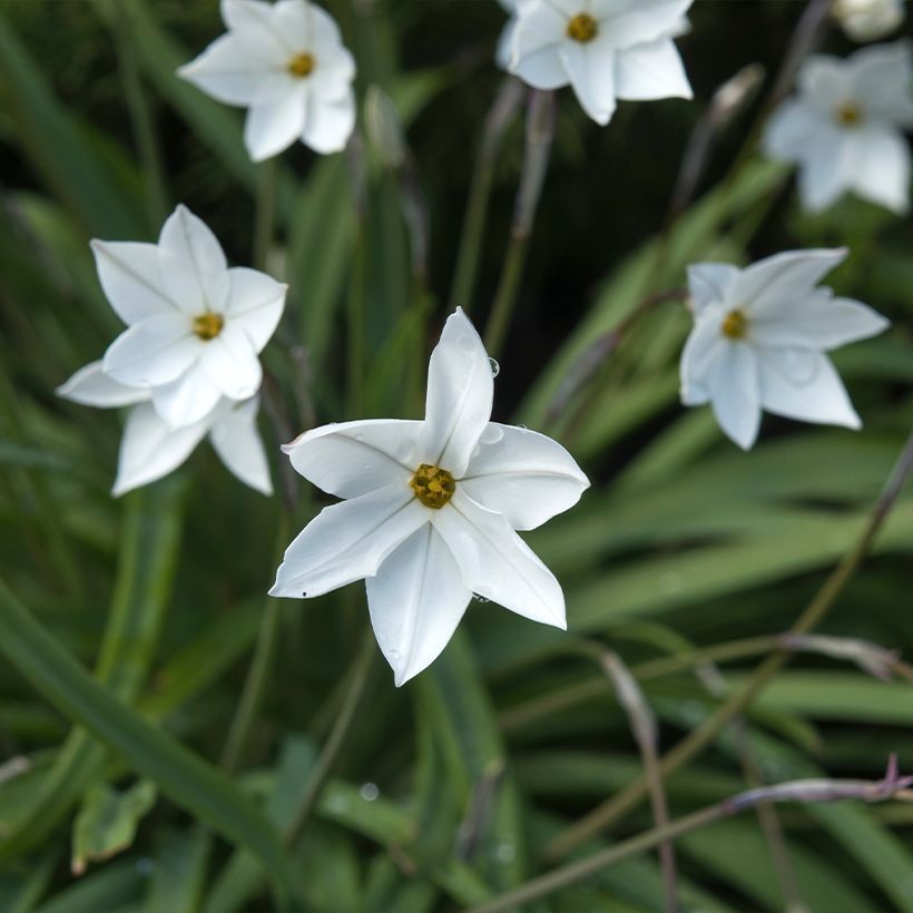 Ipheion uniflorum Alberto Castillo (Flowering)