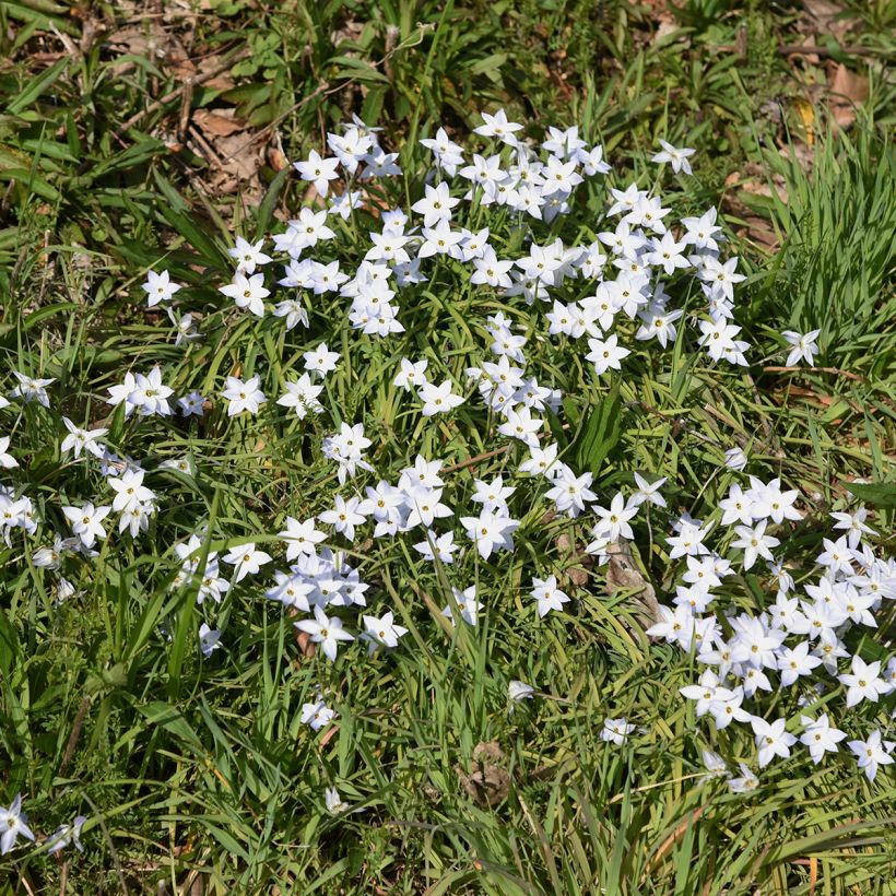 Ipheion uniflorum White Star (Plant habit)
