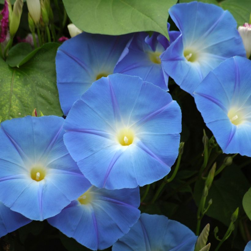 Ipomoea tricolor - Morning Glory Heavenly Blue Seeds (Flowering)