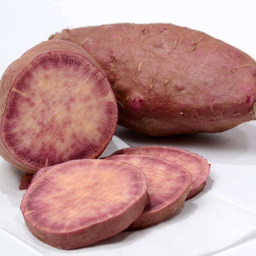 Sweet Potato Sakura - Ipomoea batatas (Harvest)