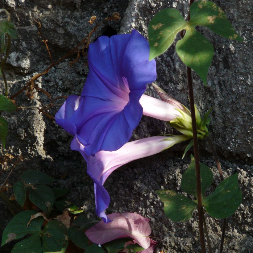 Ipomoea learii - Blue dawn flower (Flowering)