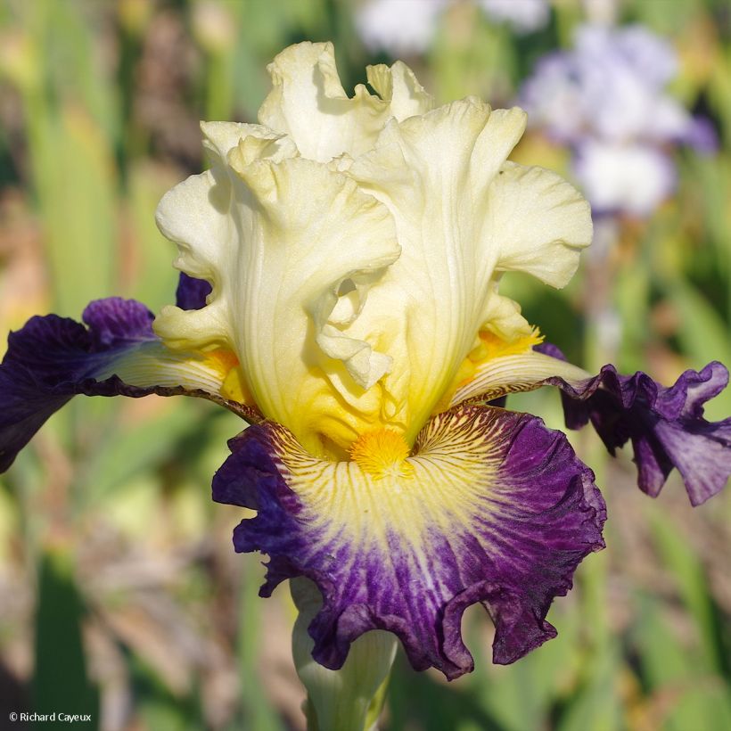 Iris germanica Italiques - Bearded Iris (Flowering)