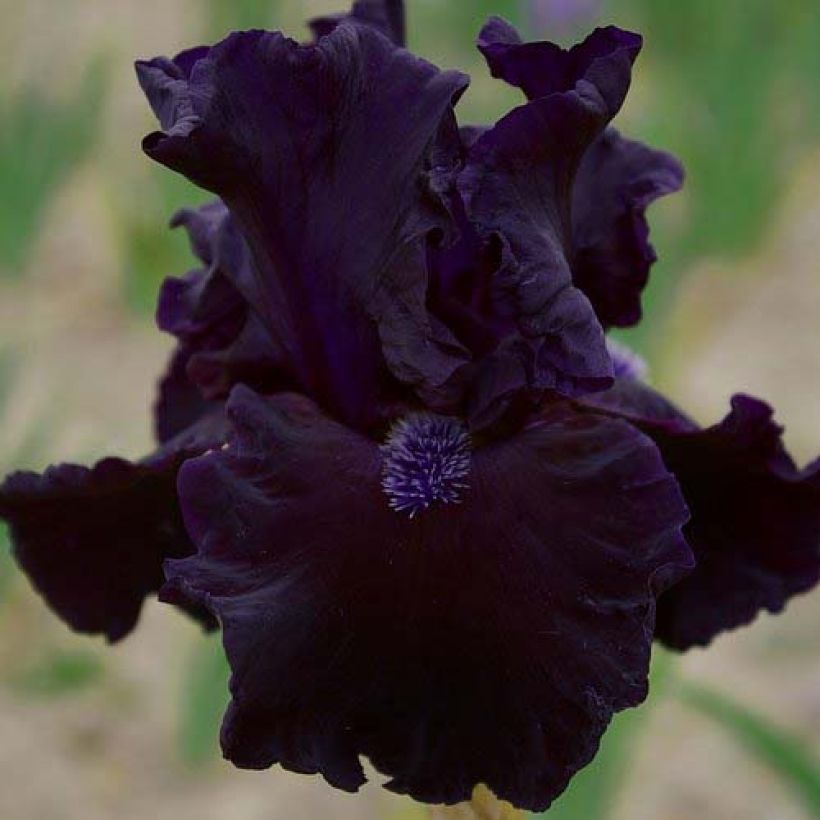 Iris Obsidian - Tall Bearded Iris (Flowering)