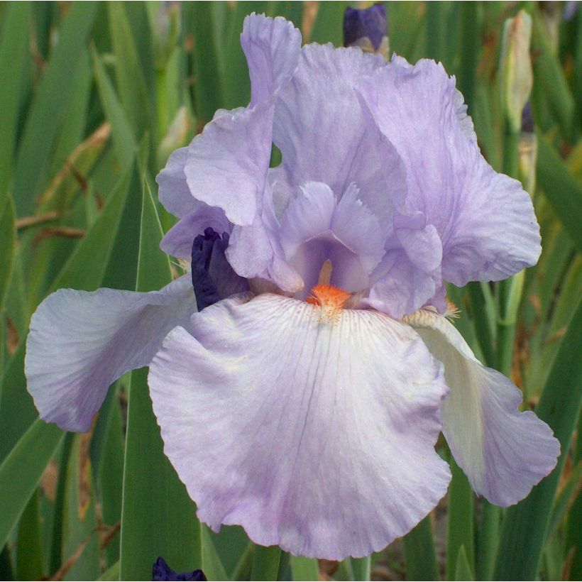 Iris germanica Late Lilac - Bearded Iris (Flowering)