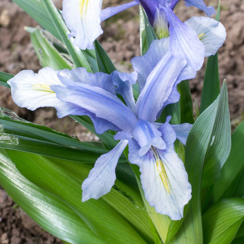 Iris aucheri  (Flowering)
