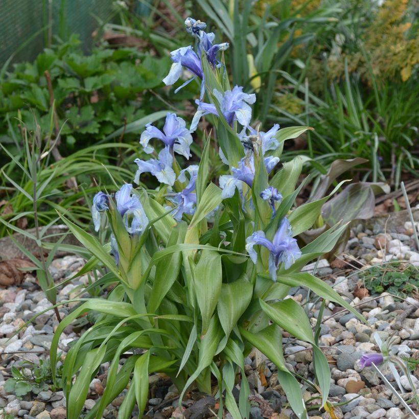 Iris aucheri  (Plant habit)
