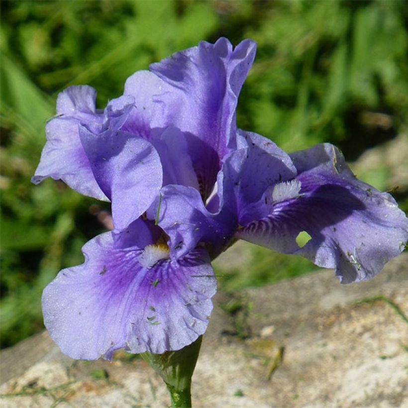 Iris Bedtime Story (Flowering)