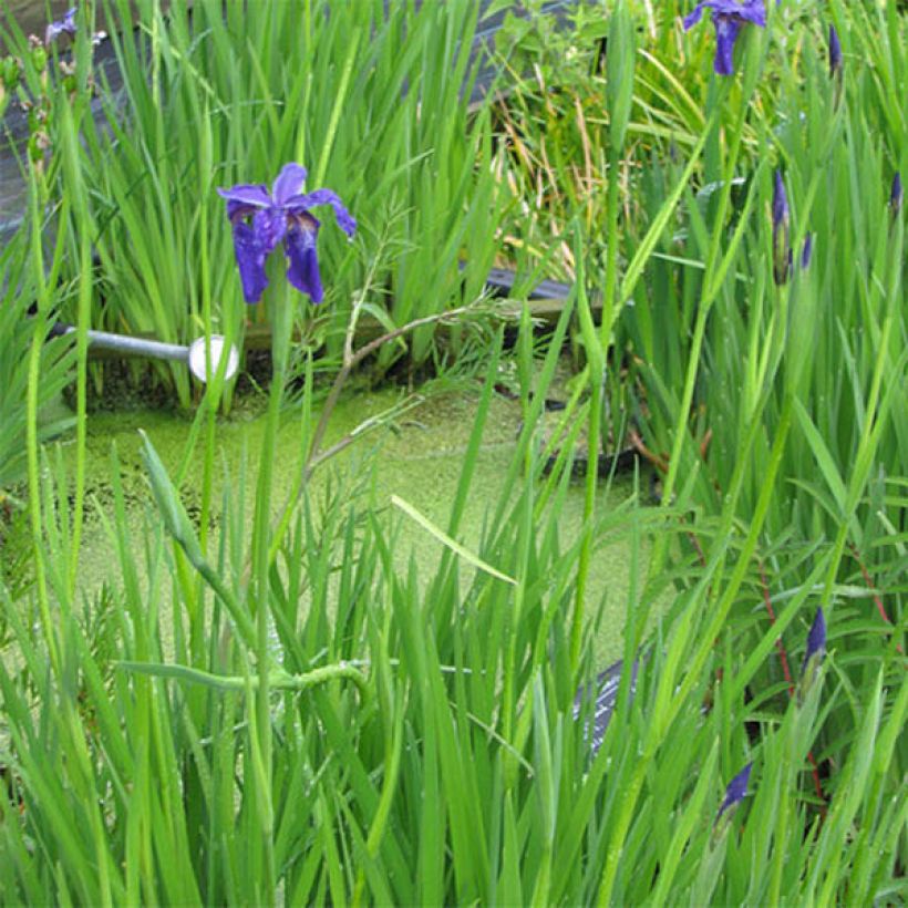 Iris bulleyana (Plant habit)
