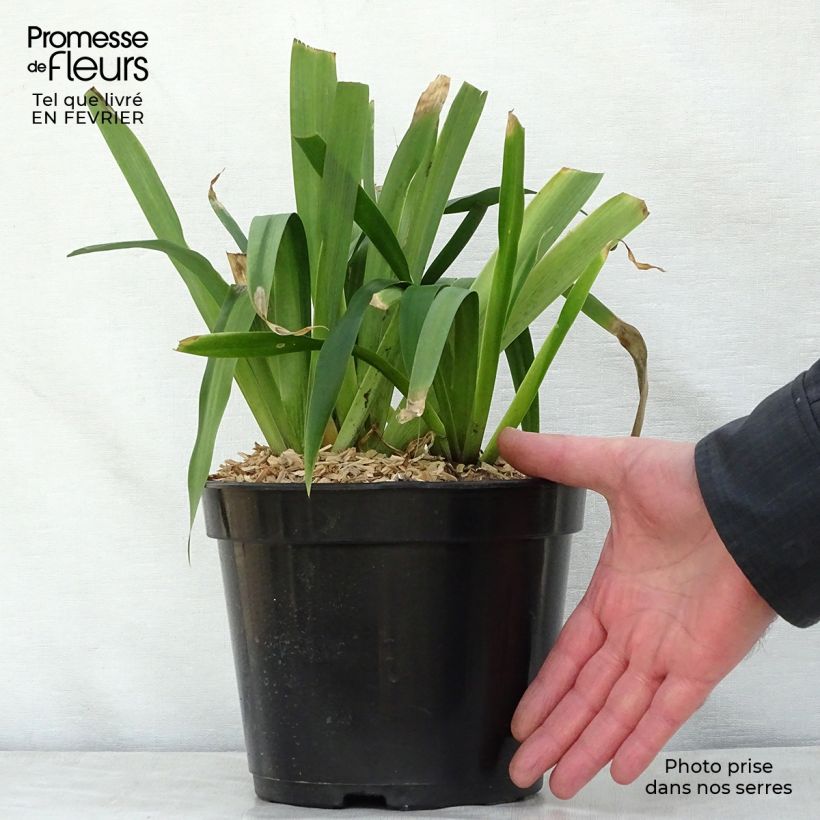 Iris confusa Martyn Rix - Iris bambou Pot de 3L/4L sample as delivered in winter