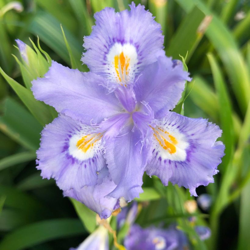 Iris confusa Martyn Rix (Flowering)