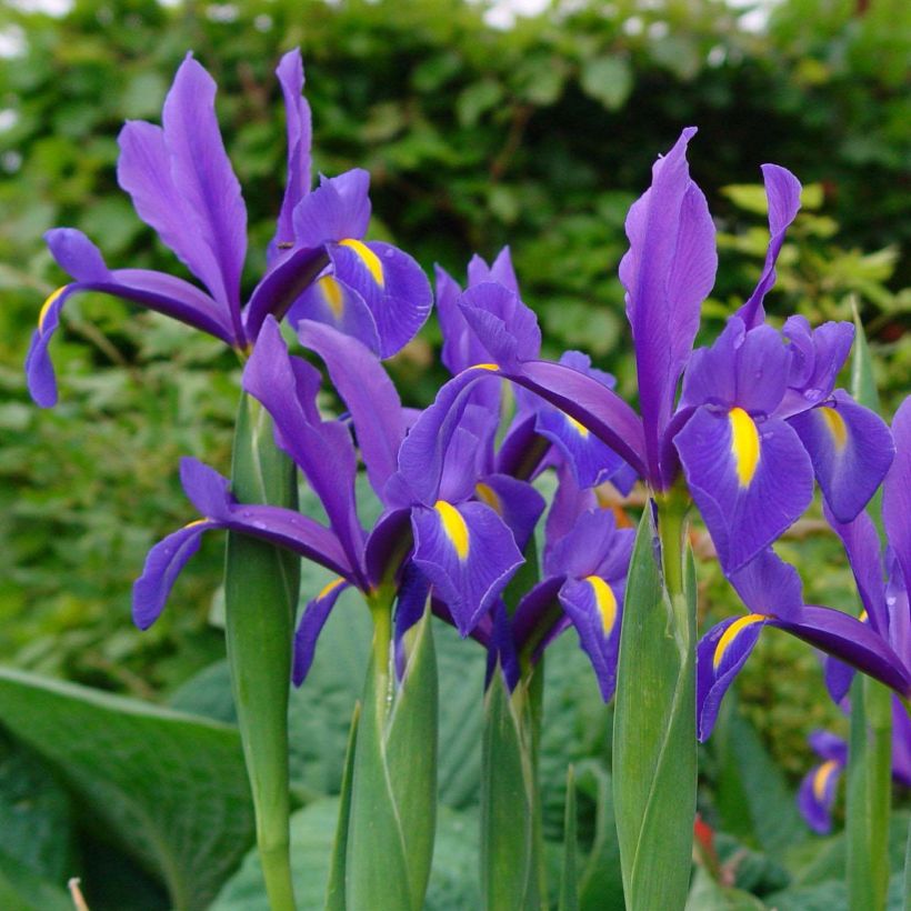 Iris hollandica Blue Magic - Dutch Iris (Flowering)
