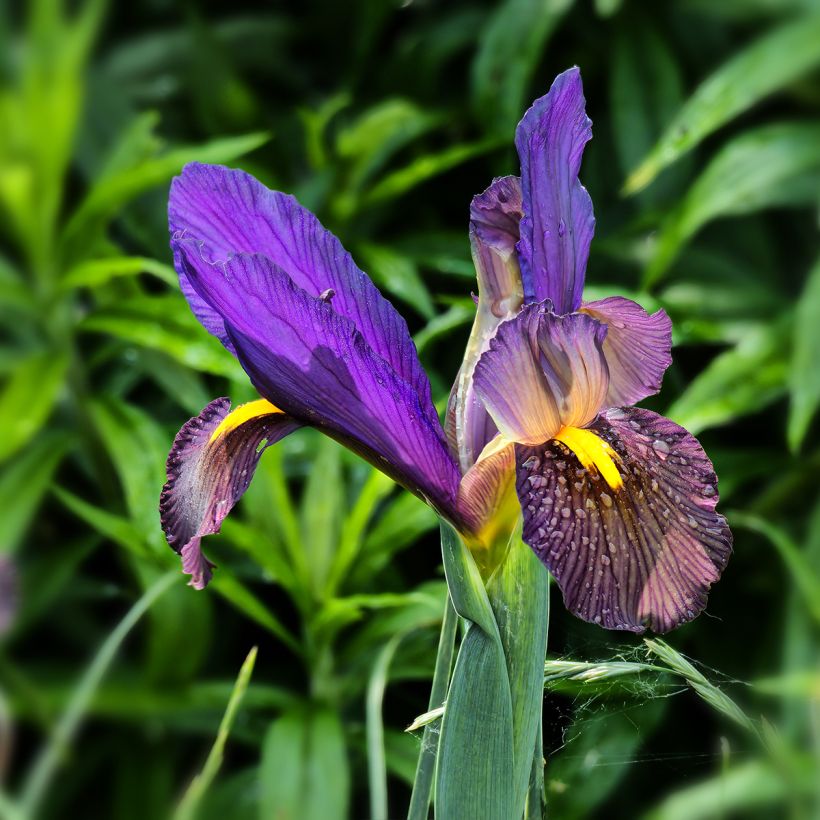 Iris hollandica Eye of the Tiger - Dutch Iris (Flowering)