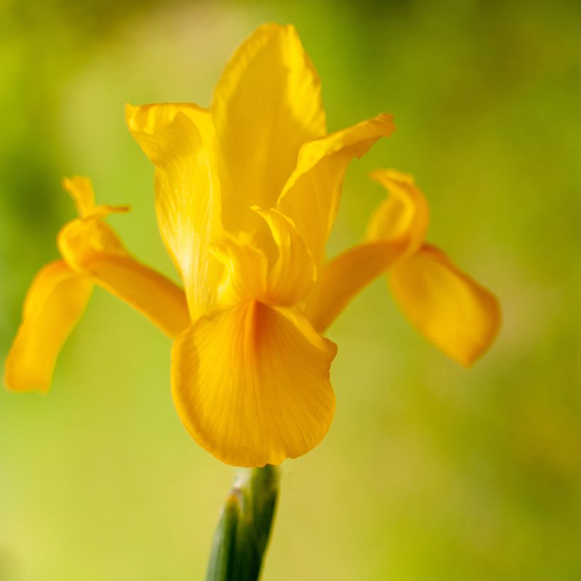 Iris x hollandica Golden Harvest (Flowering)