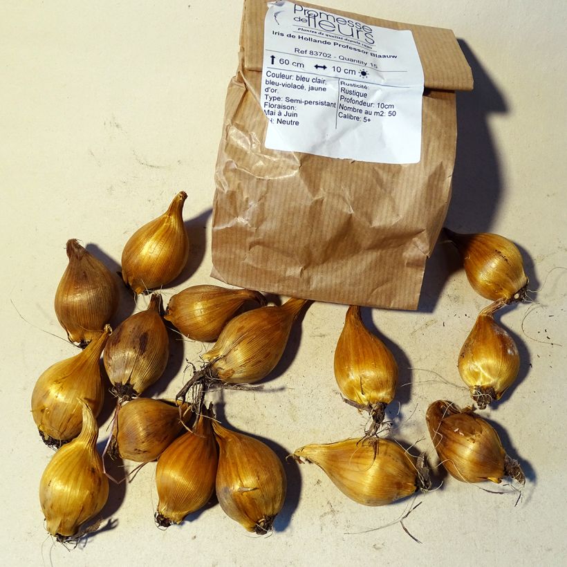 Example of Iris x hollandica Professor Blaauw specimen as delivered