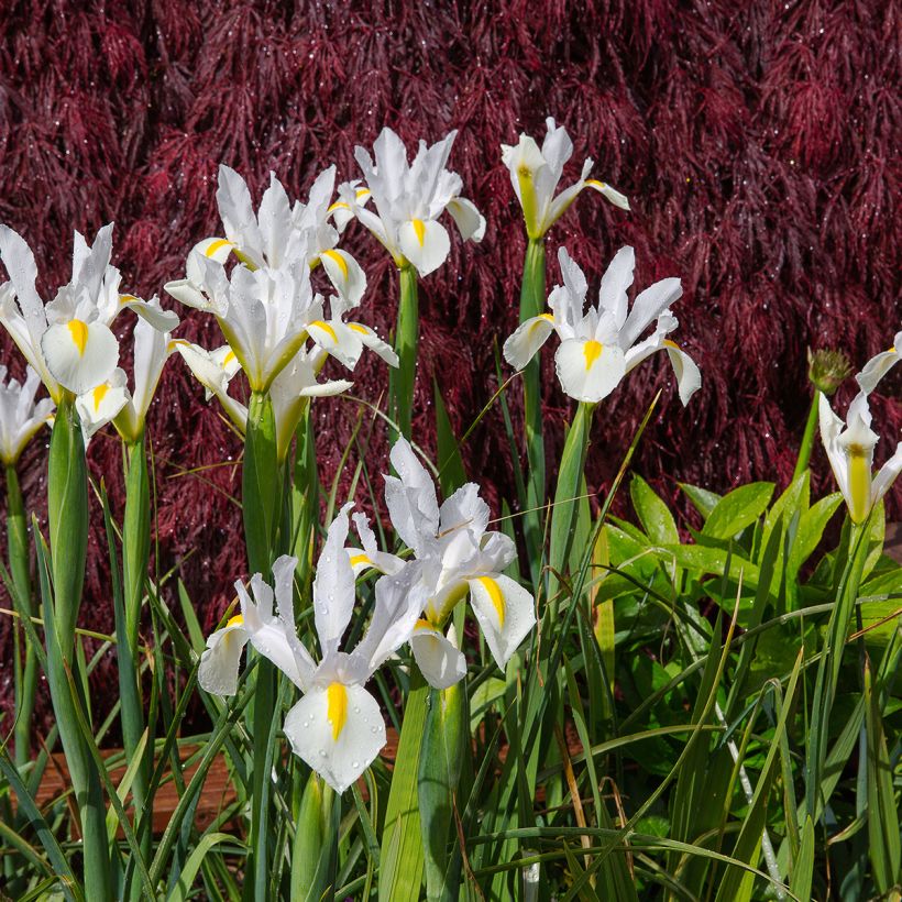 Iris x hollandica White Excelsior (Plant habit)