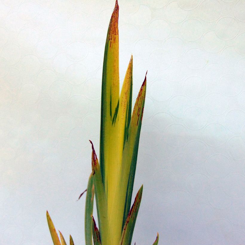 Iris pseudacorus Variegata - Yellow Flag (Foliage)