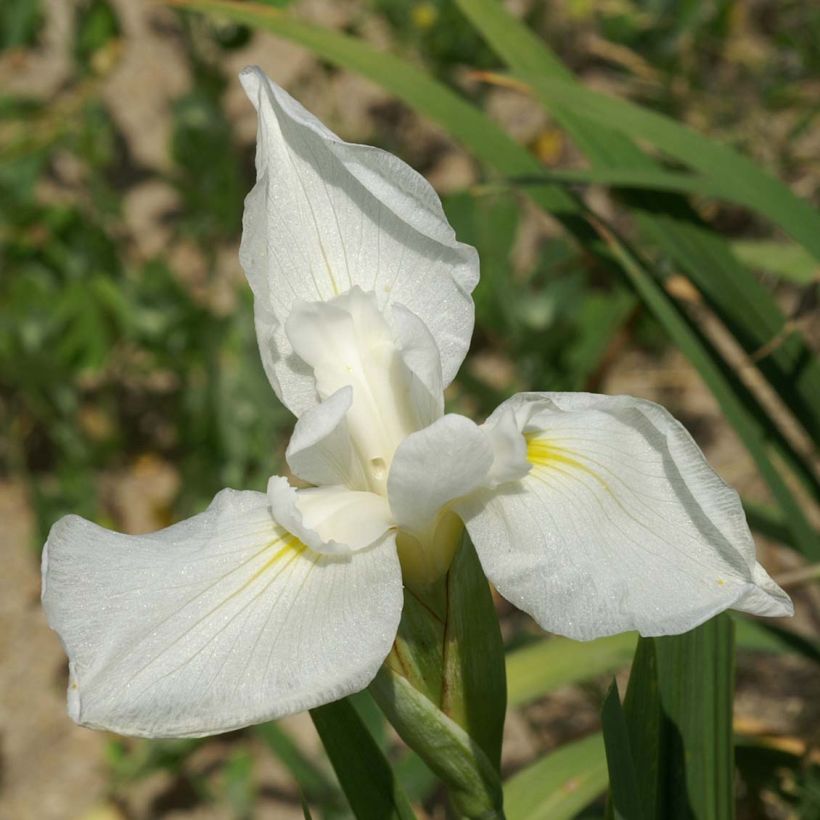 Iris ensata Comtesse de Paris - Japanese Water Iris (Flowering)