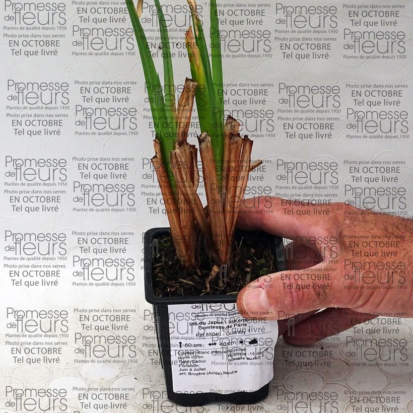 Example of Iris ensata Comtesse de Paris - Japanese Water Iris specimen as delivered