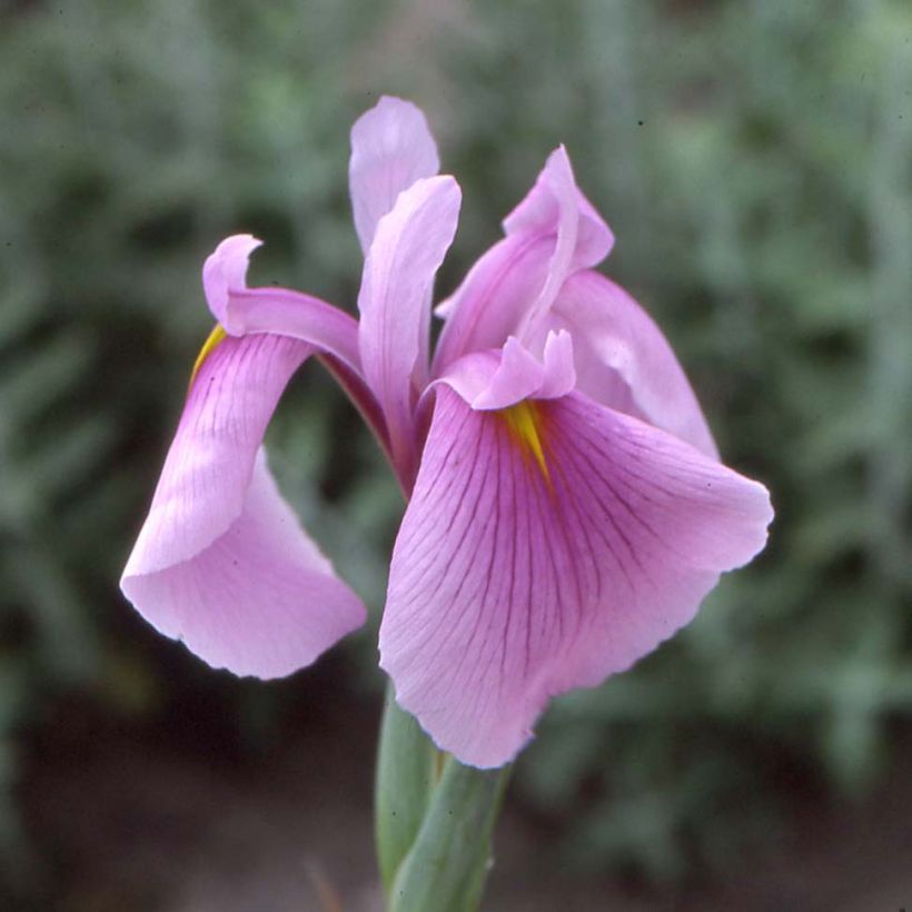 Iris ensata Darling - Japanese Water Iris (Flowering)