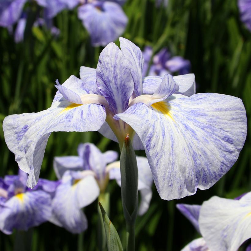 Iris ensata Edens Paintbrush - Japanese Water Iris (Flowering)