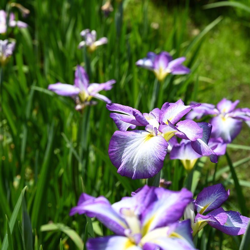 Iris ensata Gracieuse - Japanese Water Iris (Plant habit)
