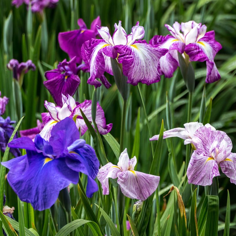 Iris ensata Harlequinesque - Japanese Water Iris (Plant habit)