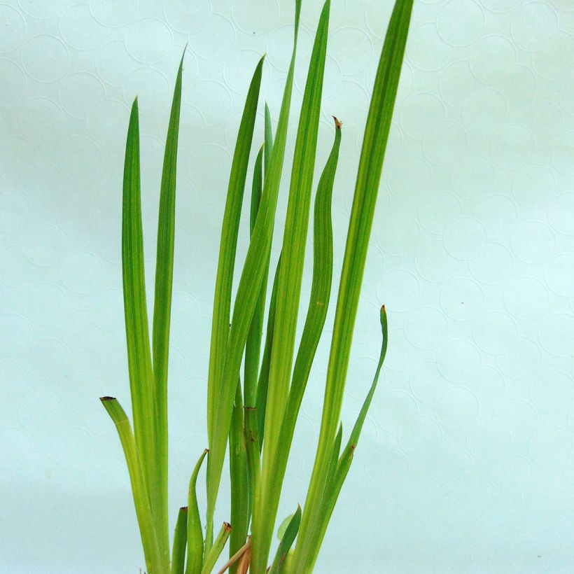 Iris ensata Iedo Mishiski - Japanese Water Iris (Foliage)