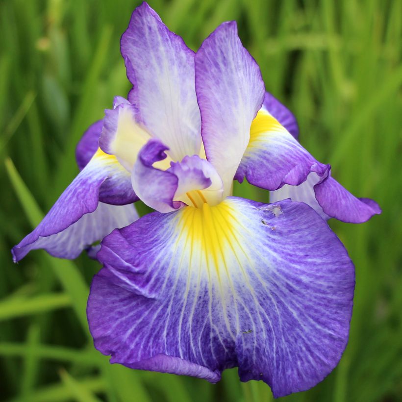 Iris ensata Ocean Mist - Japanese Water Iris (Flowering)