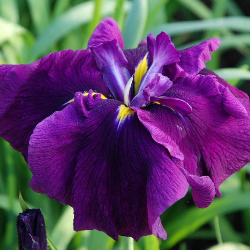 Iris ensata Royal Banner - Japanese Water Iris (Flowering)