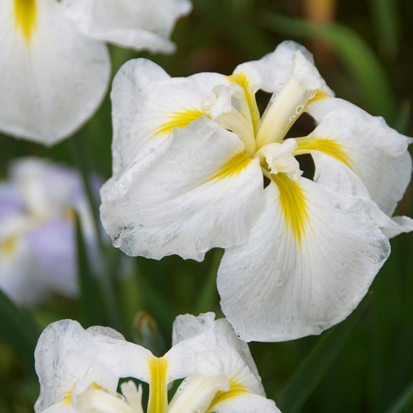 Iris ensata Diamant - Japanese Water Iris (Flowering)