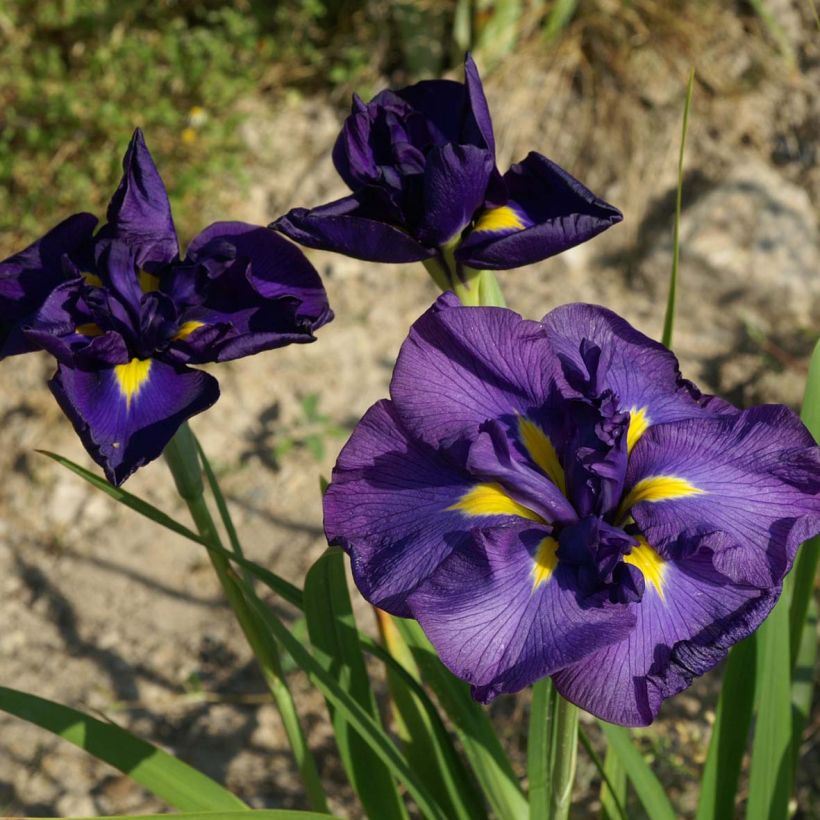 Iris ensata Geisha-Hiskiki - Japanese Water Iris (Flowering)