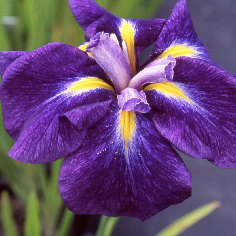 Iris ensata Iedo Mishiski - Japanese Water Iris (Flowering)